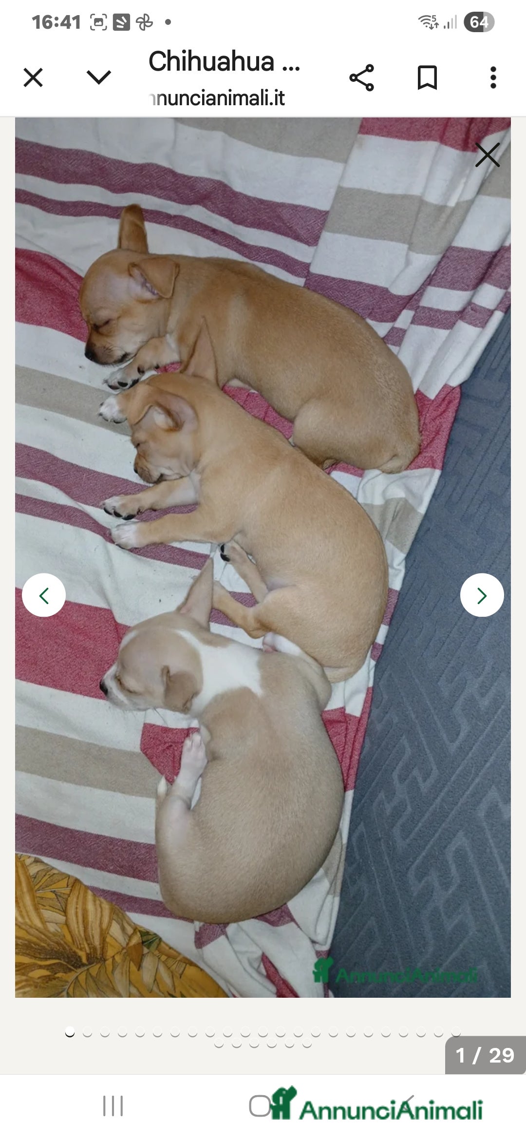 Chihuahua cani in vendita: Cuccioli chihuahua - Annuncio 33