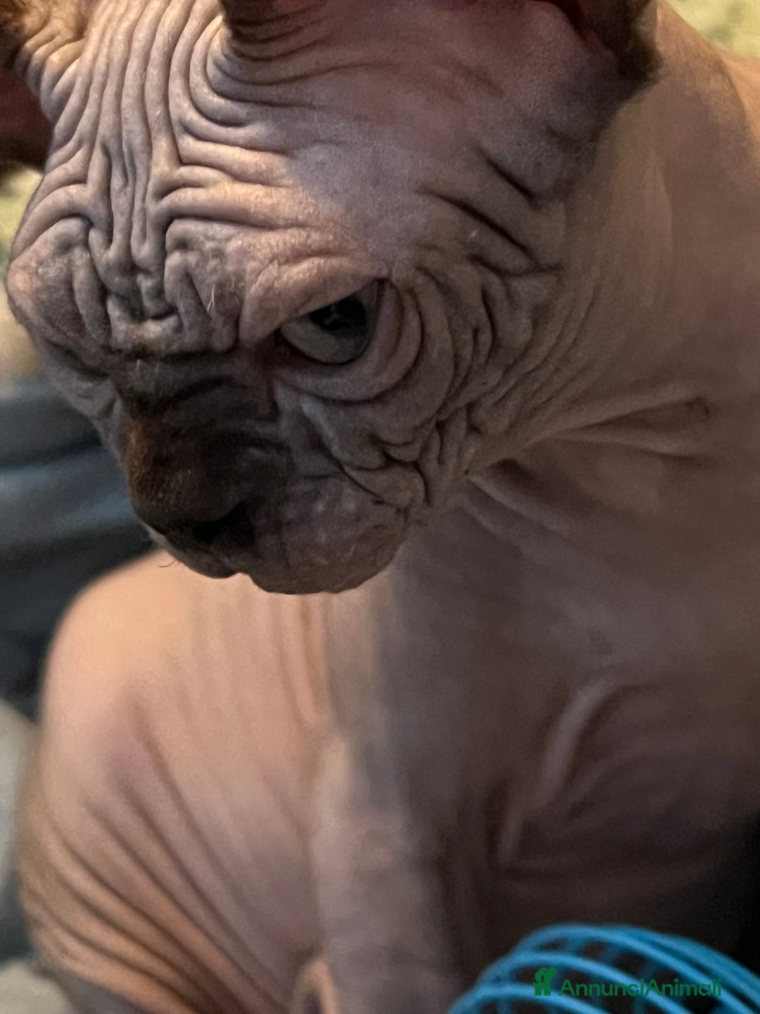 Sphynx gatti in vendita: Sphynx  - Annuncio 4