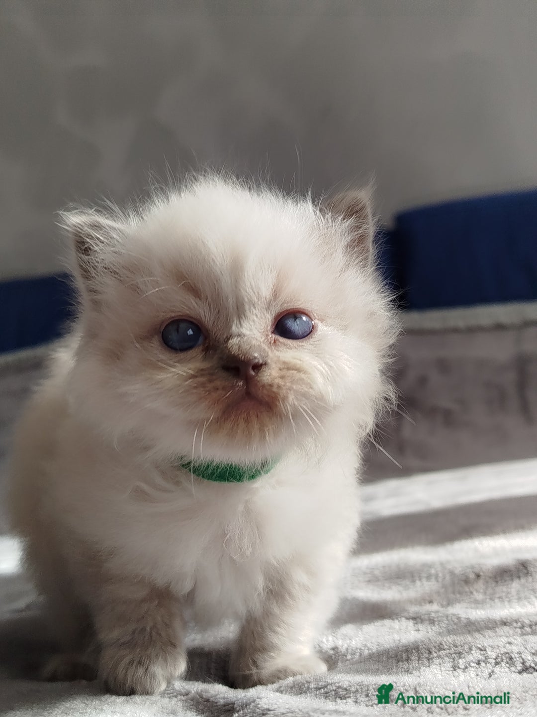 Ragdoll gatti in vendita: Cuccioli Ragdoll - Annuncio 3