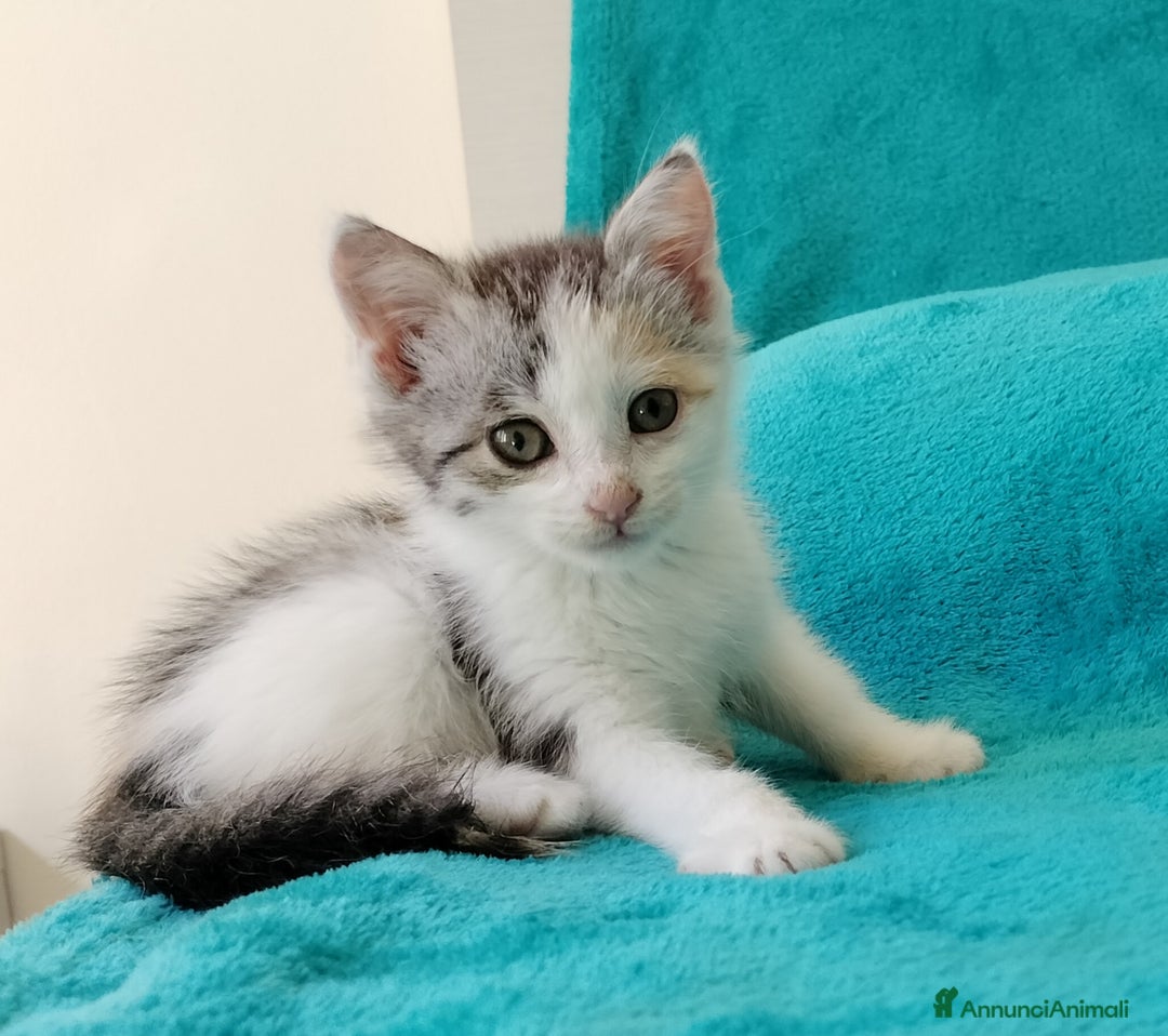 Europeo gatti in regalo: Simpatica micina tricolore - Annuncio 2