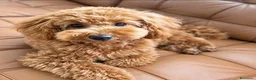 Barboncino Toy cani in vendita: Barboncino Toy tenerissima a Provincia di Catanzaro - Annuncio 13