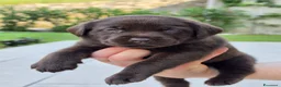 Labrador cani in vendita: Labrador Retriever Cioccolato  a Provincia di Brescia - Annuncio 5