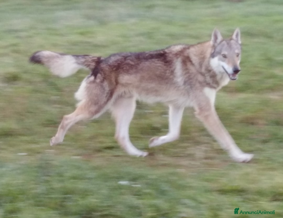 Lupo Cecoslovacco cani in vendita: Cane da Lupo Cecoslovacco super cuccioli PEDIGREE  - Annuncio 3