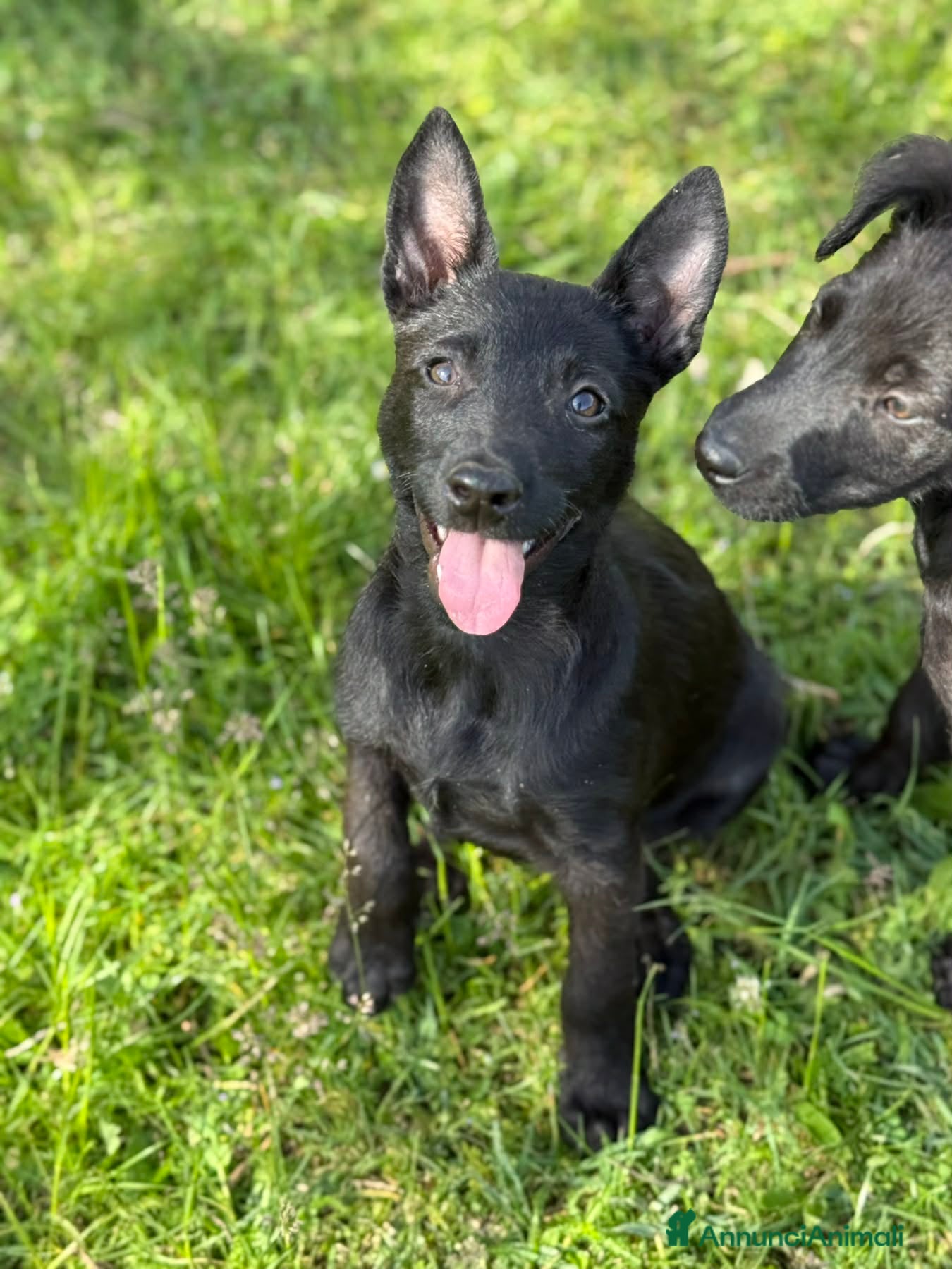 Meticcio cani in regalo: 3 dolci CUCCIOLI total black! Bellissimi - Annuncio 10