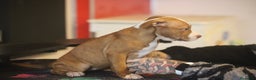 Pitbull cani in vendita: Cuccioli di Pit Bull con pedigree anche a rate - Annuncio 17