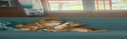 Shiba Inu cani in vendita: VENDITA SHIBA INU  a Provincia di Rieti - Annuncio 9