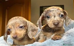 Bassotto cani in vendita: bassotto tedescho a Provincia di Asti - Immagine 3