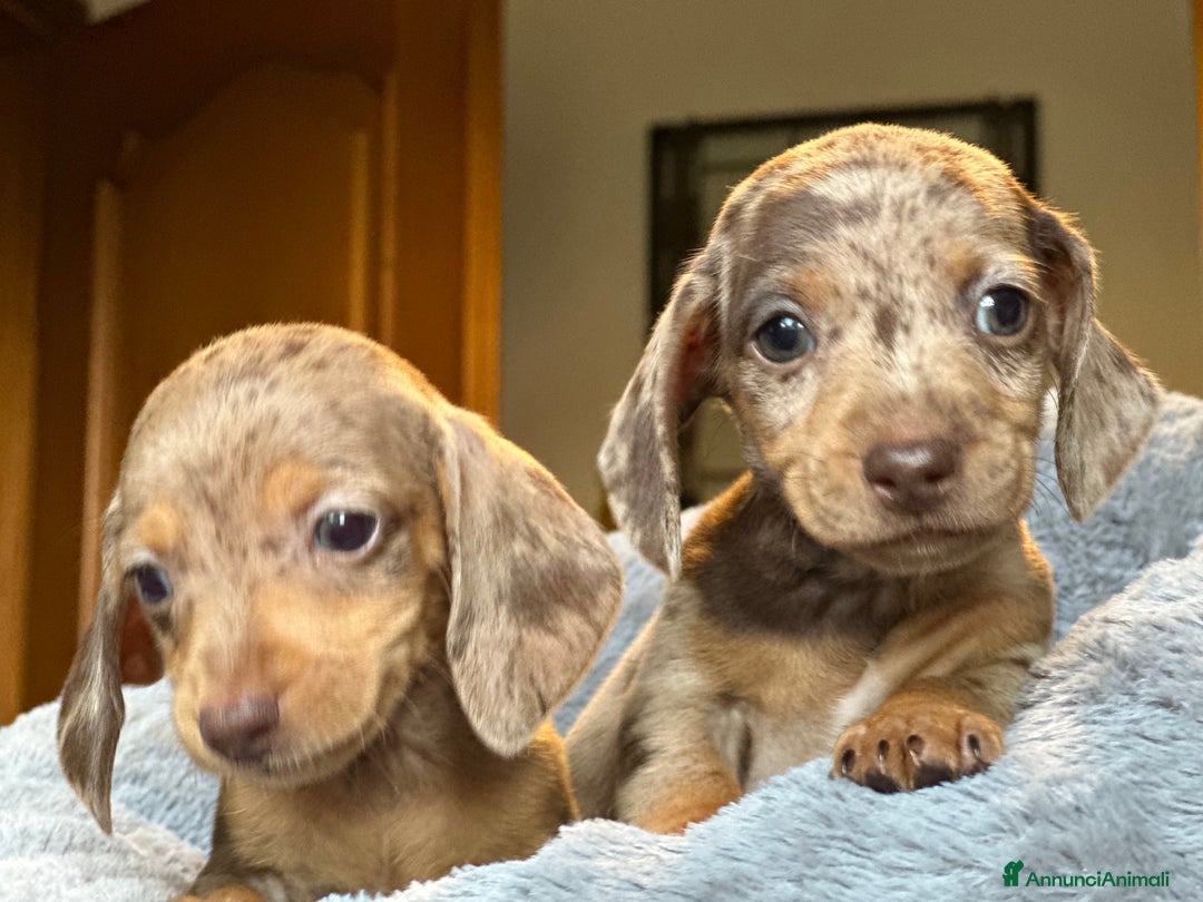 Bassotto cani in vendita: bassotto tedescho a Provincia di Asti - Immagine 3