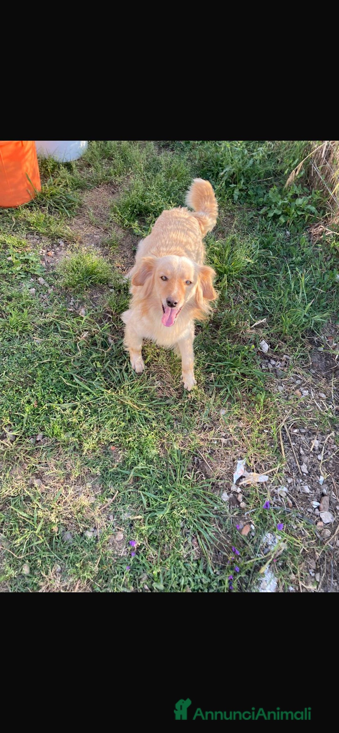 Meticcio cani in regalo: 3anni mMirto mix volpino 7/8kg SOS CASA SARDEGNA - Annuncio 5