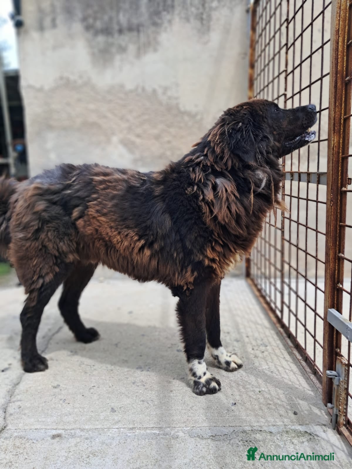 Terranova cani LETTERA A ZENO  - Annuncio 29