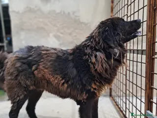 Terranova cani LETTERA A ZENO - Annuncio 29