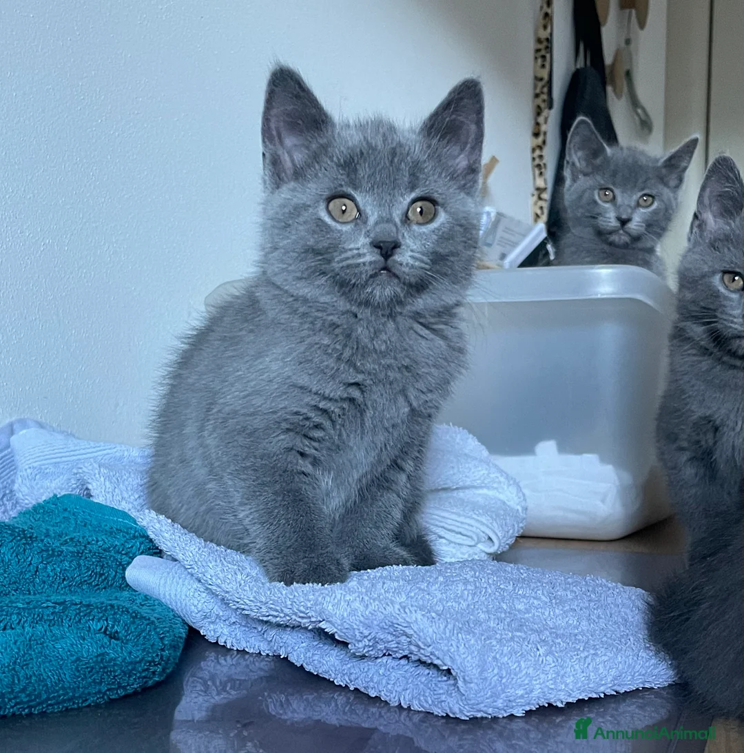 Certosino gatti in vendita: Cucciole femmine chartreux  - Annuncio 7