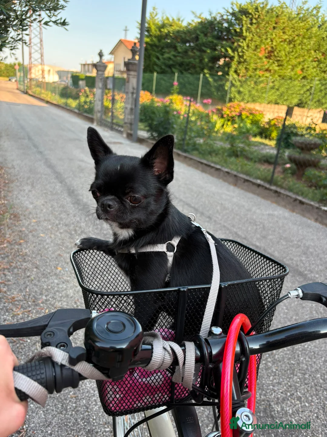 Chihuahua cani in vendita: Vendo Chihuaha pelo corto nero - Annuncio 2