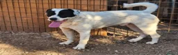 Meticcio cani in regalo: 2molossini 14mesi crescono in recinto.COSENZA HELP - Annuncio 2