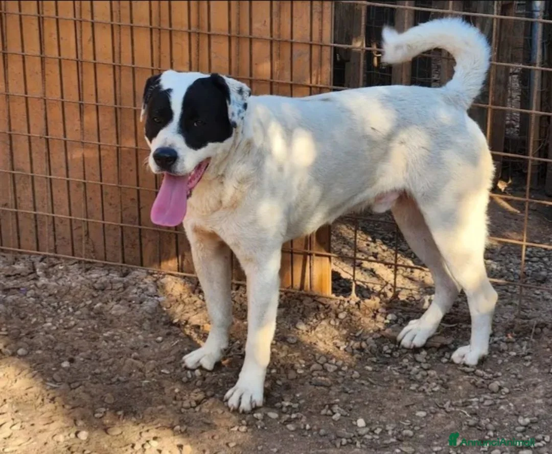Meticcio cani in regalo: 2molossini 14mesi crescono in recinto.COSENZA HELP - Annuncio 2