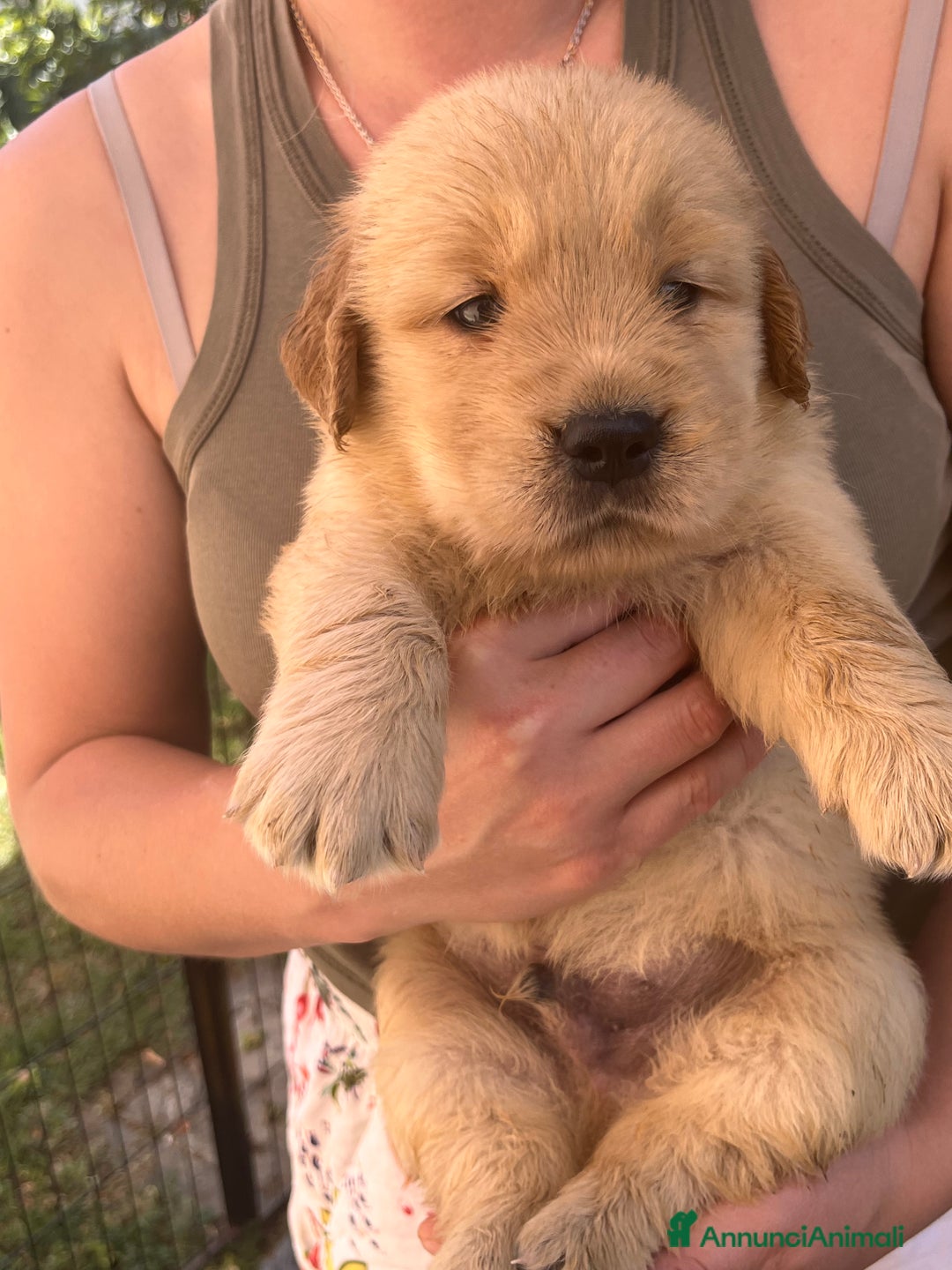 Golden Retriever cani in vendita: Cuccioli Golden Retriever Americani 🇺🇸 a Città Metropolitana di Bologna - Immagine 7