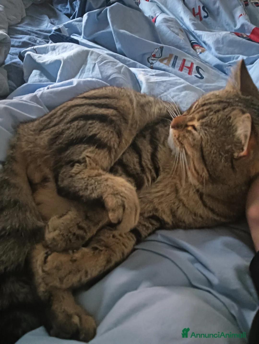 Meticcio gatti in regalo: Mango cerca una nuova casa  a Provincia di Verona - Annuncio 2