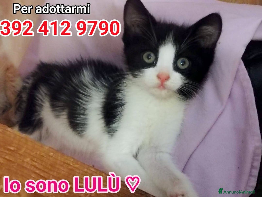 Europeo gatti in regalo: LULU PICCOçA DOLCE GATTINA a Città metropolitana di Roma Capitale - Immagine 2