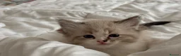 Ragdoll gatti in vendita: Ragdol - Annuncio 2