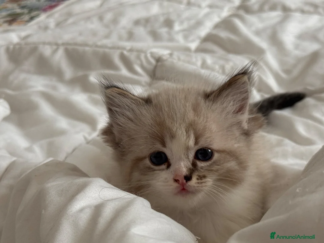 Ragdoll gatti in vendita: Ragdol - Annuncio 2