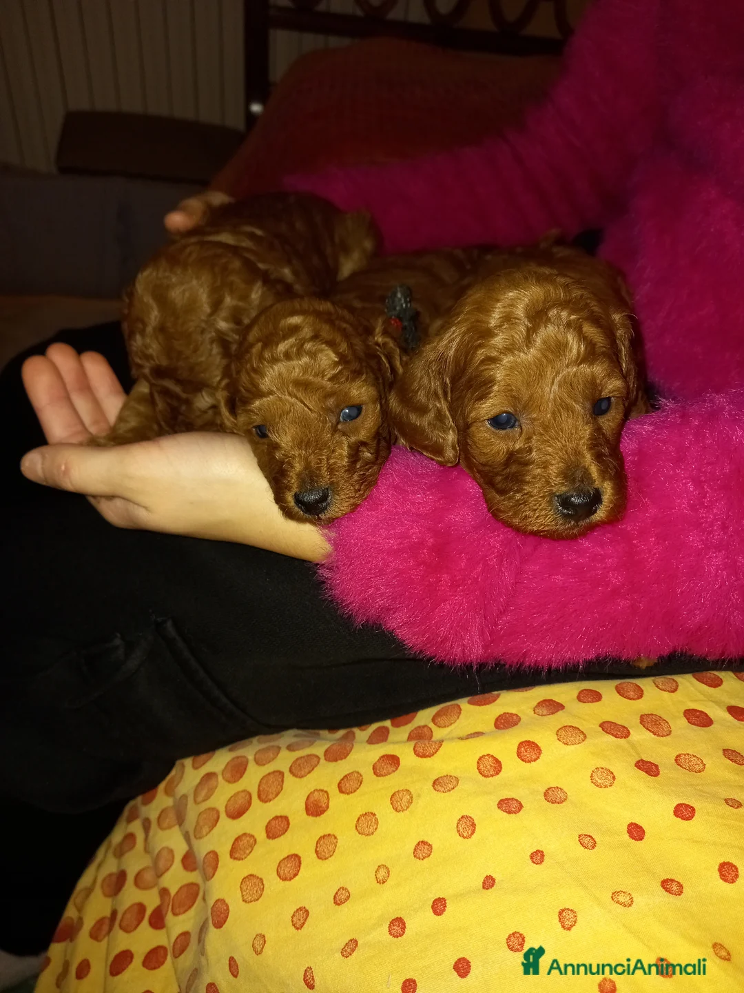 Barboncino cani in vendita: Ultimo maschietto disponibile barboncino Red - Annuncio 2