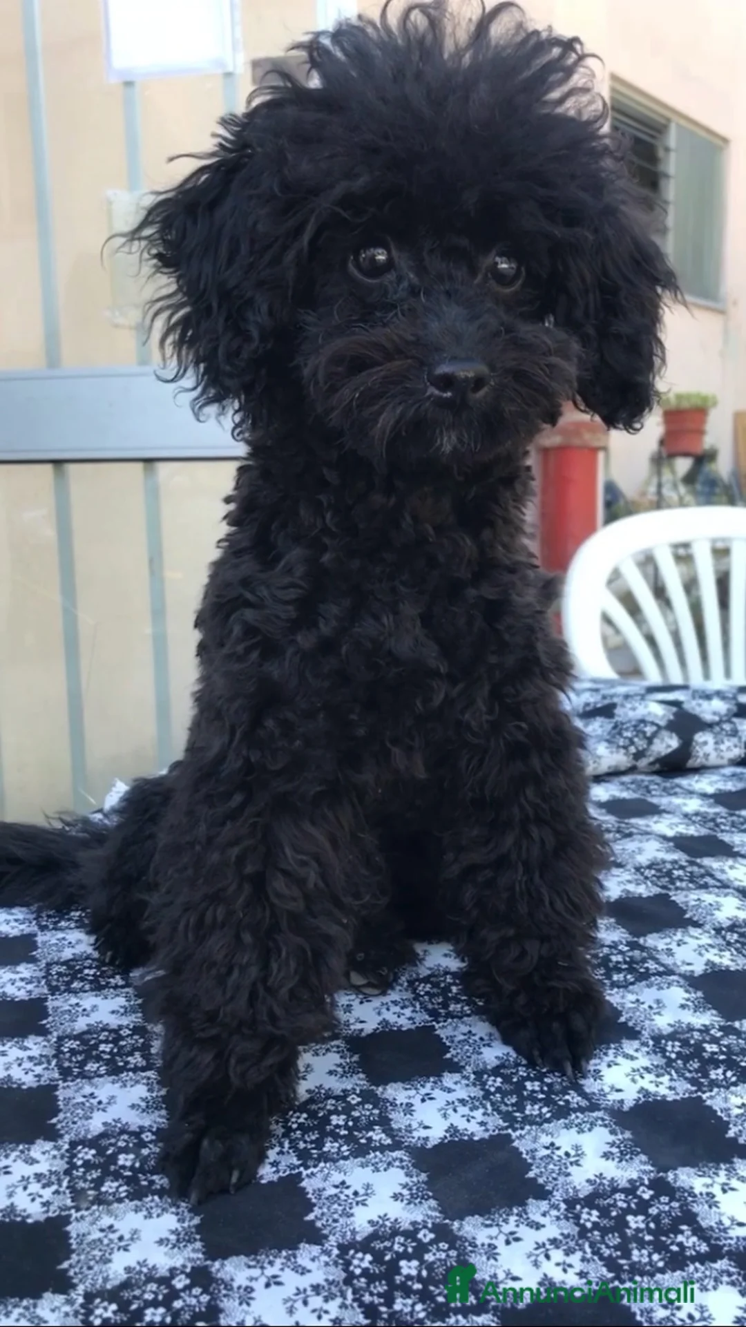 Barboncino Toy cani per accoppiamento: Cerco fidanzatina - Annuncio 2