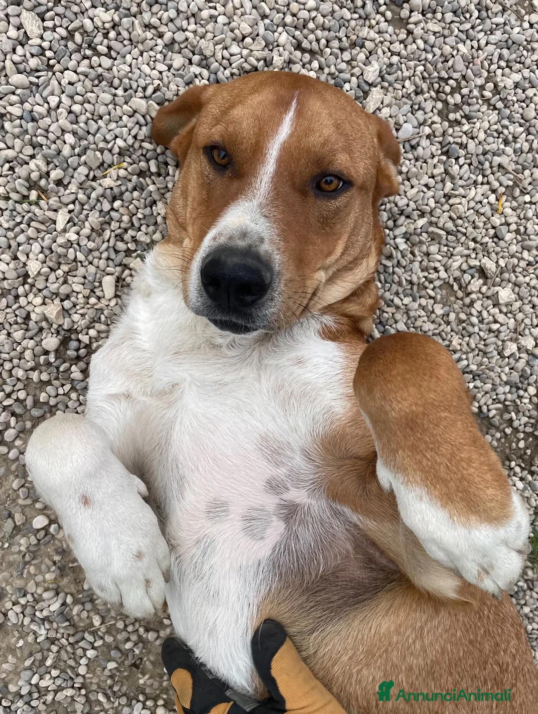 Meticcio cani in regalo: Adotta IRON - Annuncio 2