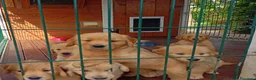 Golden Retriever cani in vendita: Ultimi 2 cuccioli di golden retriever - Annuncio 4