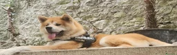 Akita Inu cani in vendita: Cuccioli di Akita Inu tigrate  - Annuncio 2