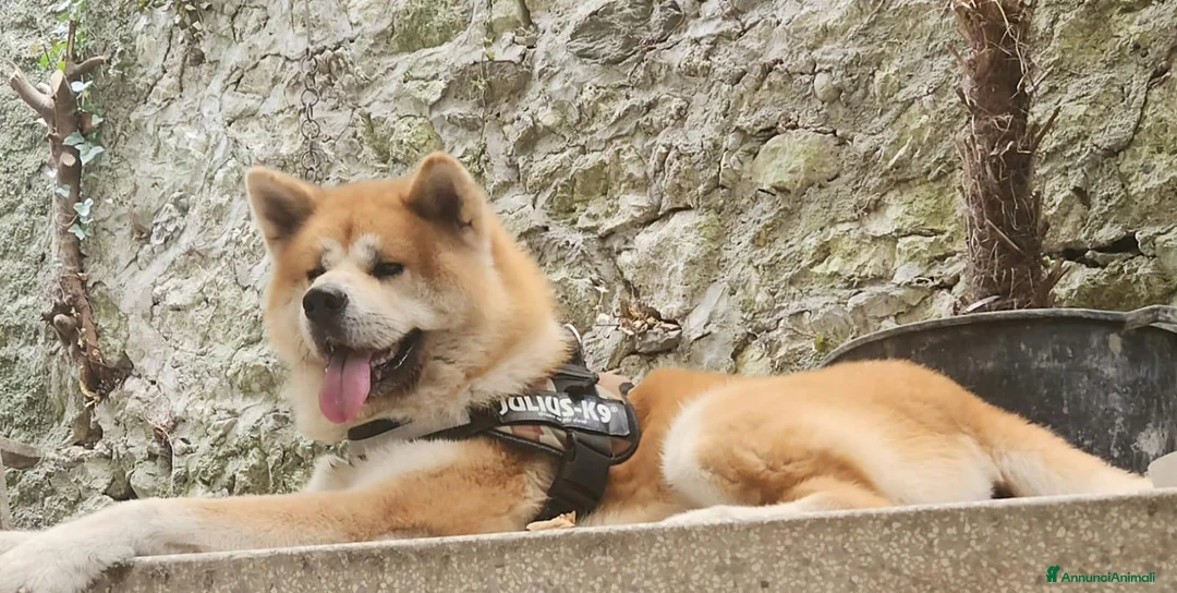 Akita Inu cani in vendita: Cuccioli di Akita Inu tigrate  - Annuncio 2