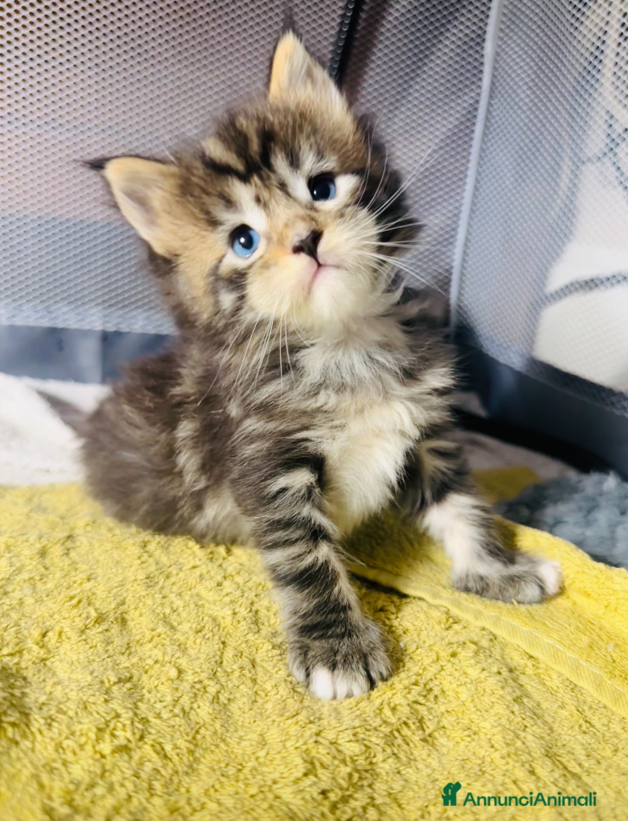 Maine Coon gatti Cucciola Maine Coon con Pedigree - Annuncio 1