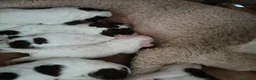 Lagotto cani in vendita: Cuccioli di Lagotto con pedigree a Città Metropolitana di Bologna - Annuncio 5