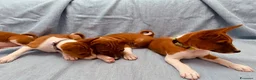 Basenji cani in vendita: Basenji disponibili con pedigree ENCI - Annuncio 2