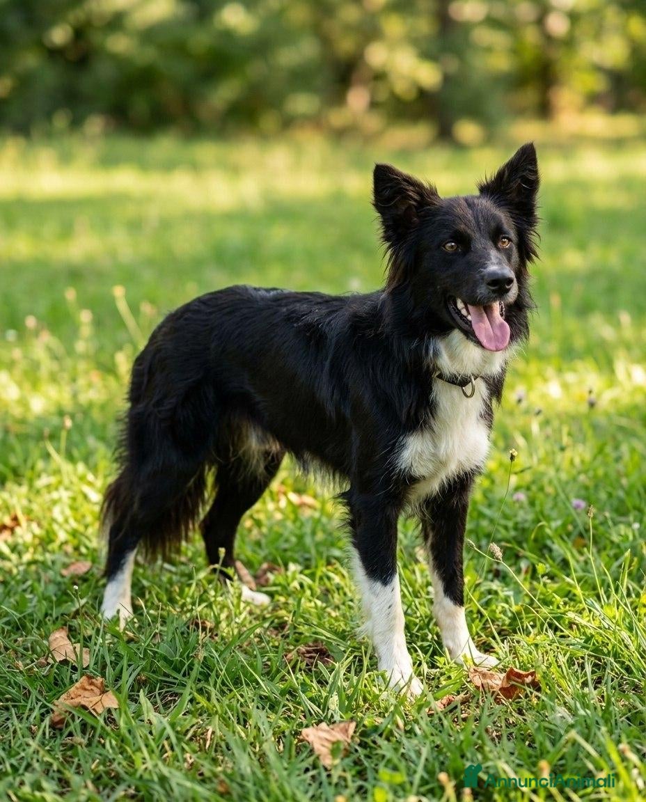 Border Collie cani per accoppiamento: Border collie Disponibile per Monte - Annuncio 3