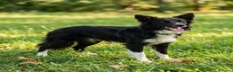 Border Collie cani per accoppiamento: Border collie Disponibile per Monte - Annuncio 1