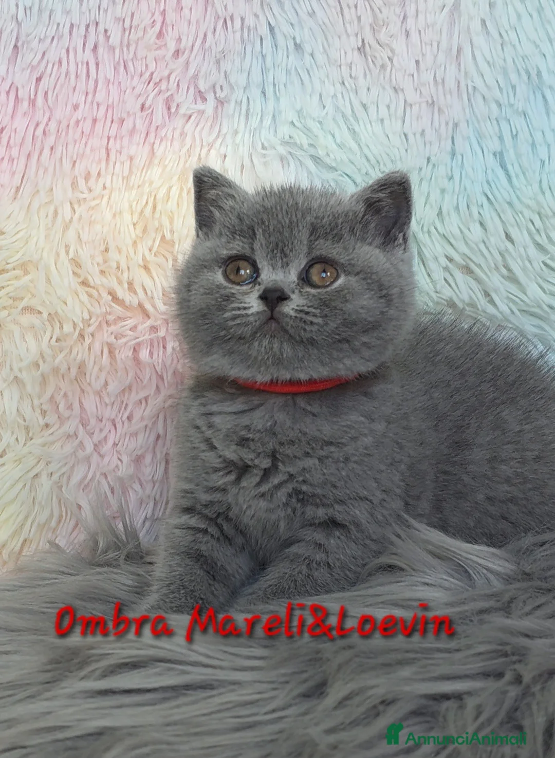 British gatti in vendita: British shorthair femmine - Annuncio 15