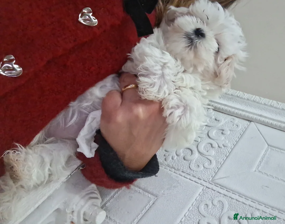 Maltese cani in vendita: Maltese mini toy - Annuncio 4