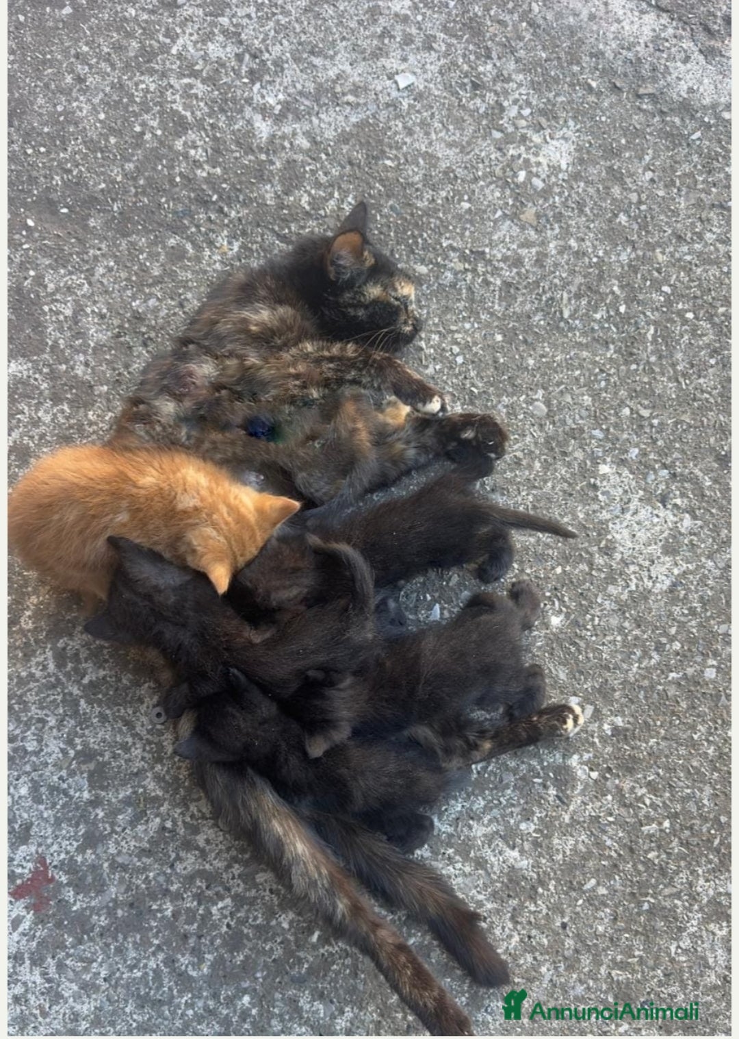 Meticcio gatti in regalo: GATTINI NERI a Provincia di Piacenza - Annuncio 1