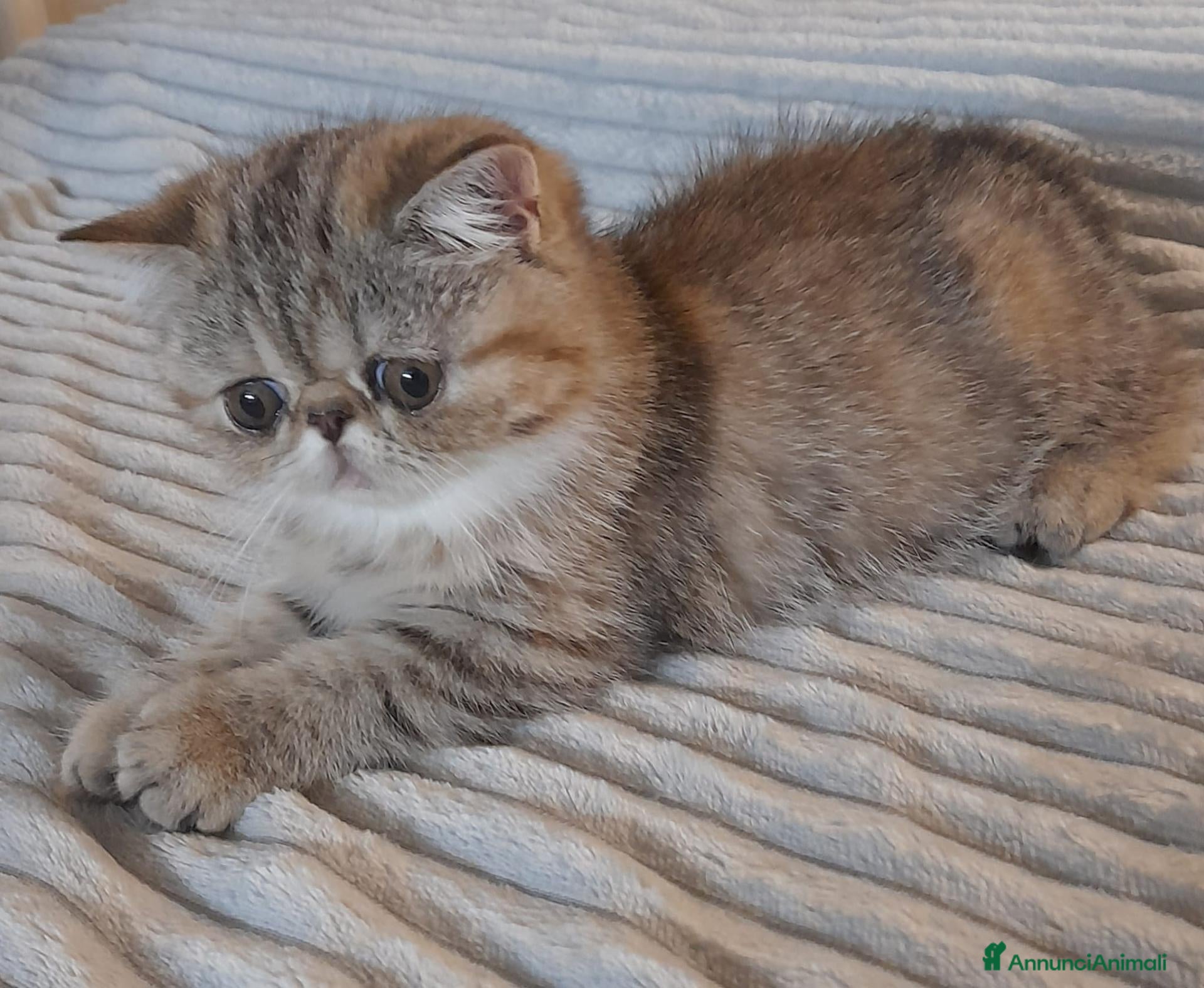 Altre razze gatti Cucciola gatto exotic shorthair - Annuncio 30
