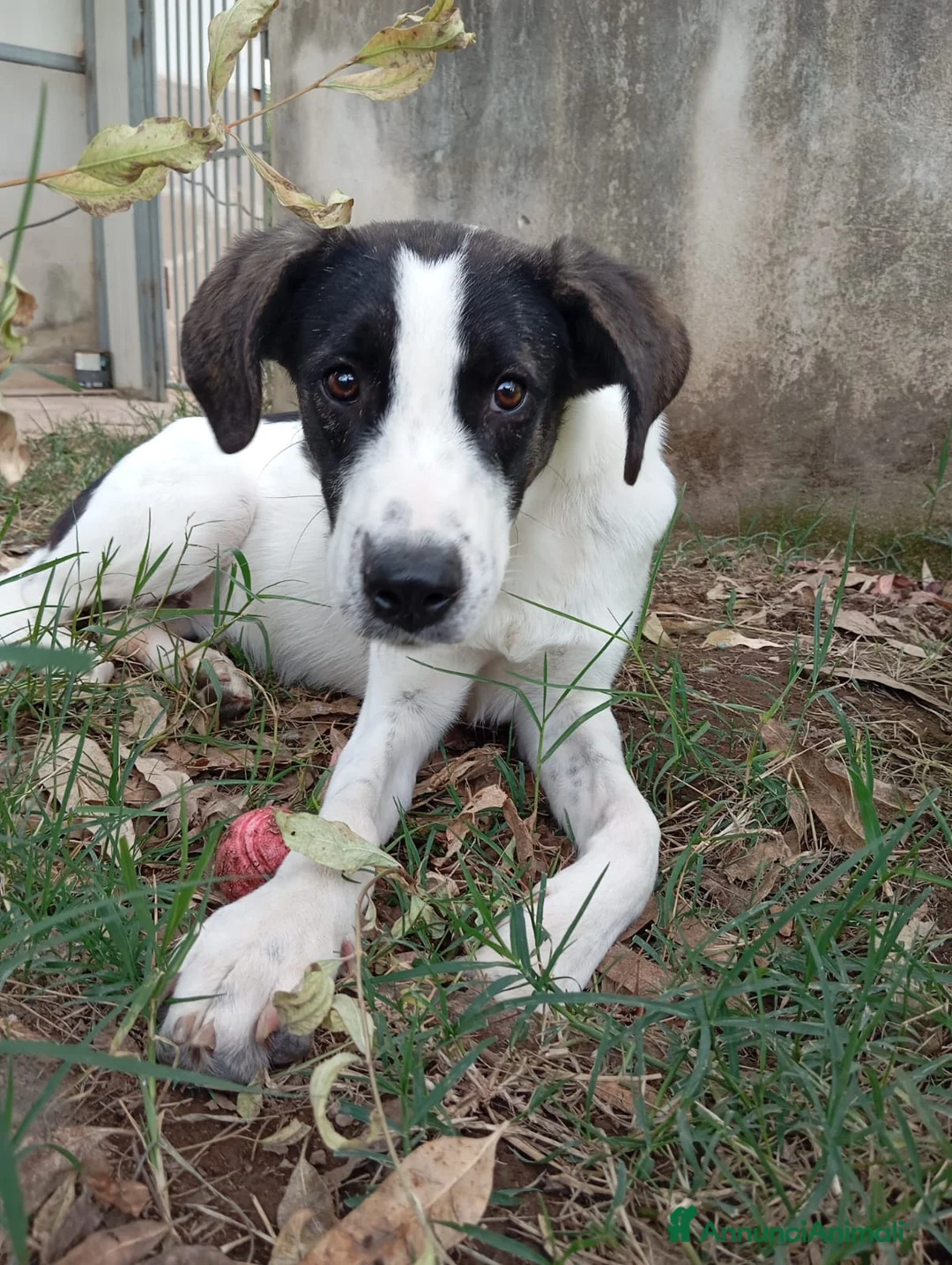 Meticcio cani in regalo: Snoopy, taglia media! (1 anno)  - Annuncio 6