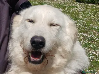 Meticcio cani ROBERTA PAROLA D'ORDINE ALLEGRIA..IN ADOZIONE - Annuncio 7