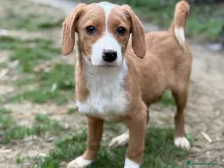 Meticcio cani KEEKE, cucciola tanto dolce! 3 MESI E MEZZO - Annuncio 9