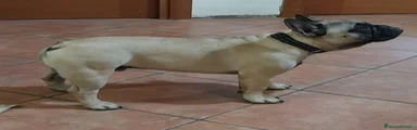 Bulldog Francese 1