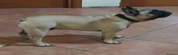 Bulldog Francese cani in vendita: Bulldog Francese  - Annuncio 2