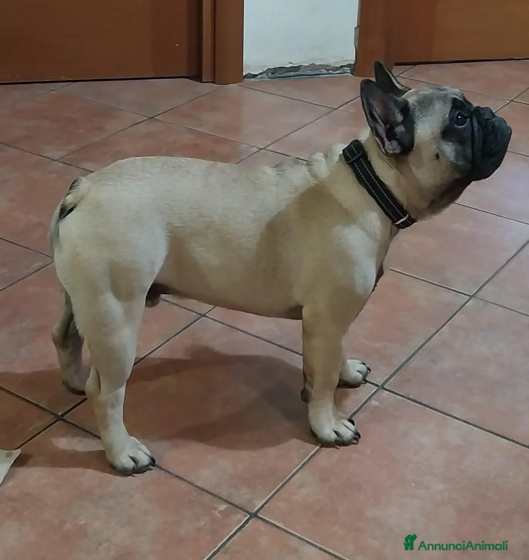 Bulldog Francese cani in vendita: Bulldog Francese  - Annuncio 2