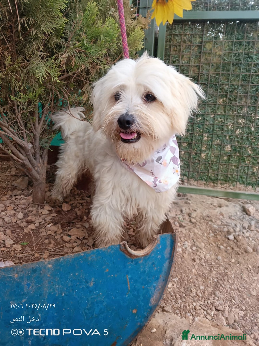 Maltese cani in regalo: Splendido maltese - DIEGO - Annuncio 3