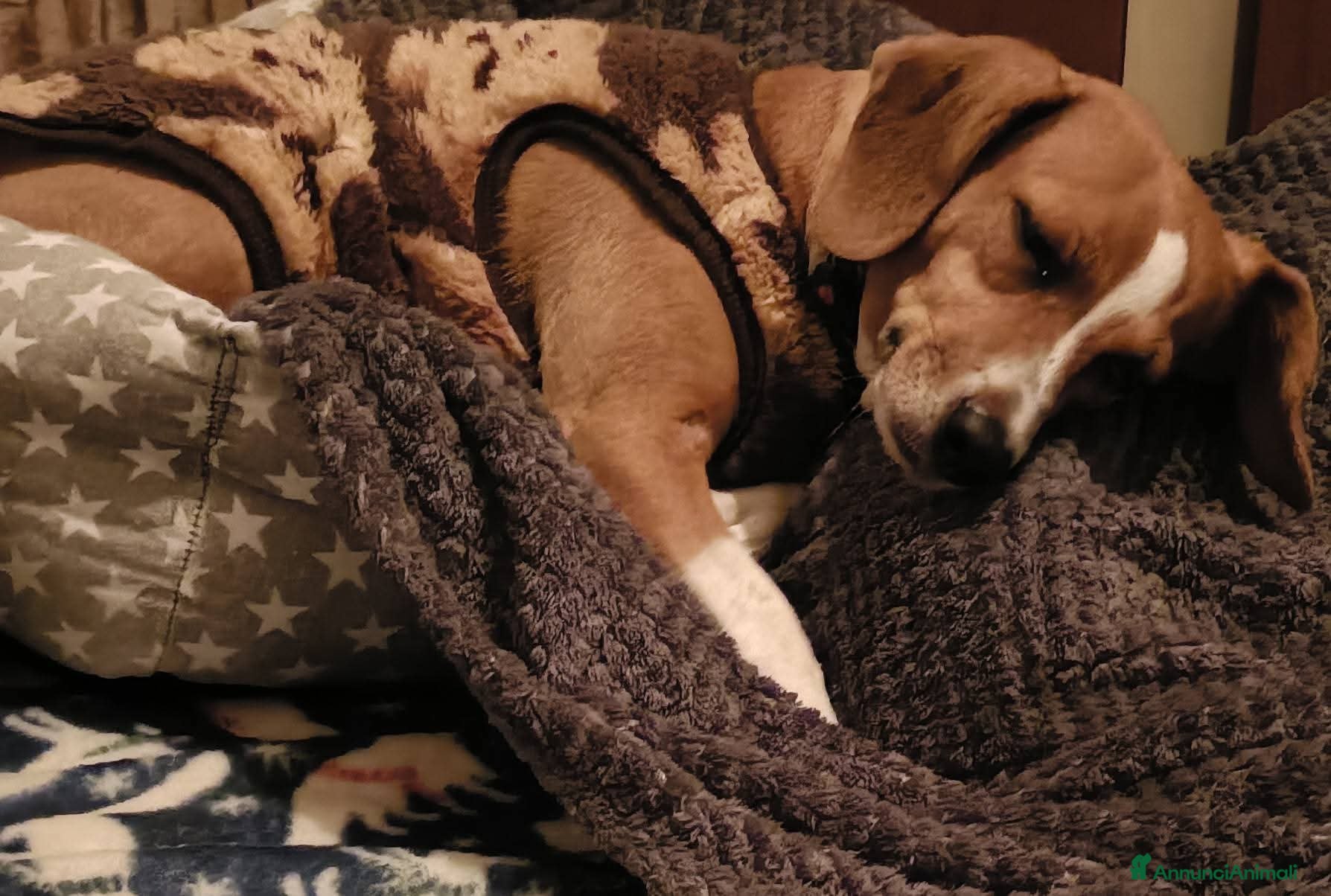 Meticcio gatti Cagnolina incrocio Beagle  - Annuncio 2