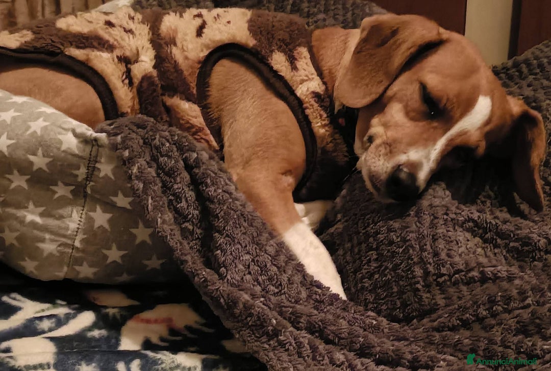 Meticcio gatti in regalo: Cagnolina incrocio Beagle  - Annuncio 2