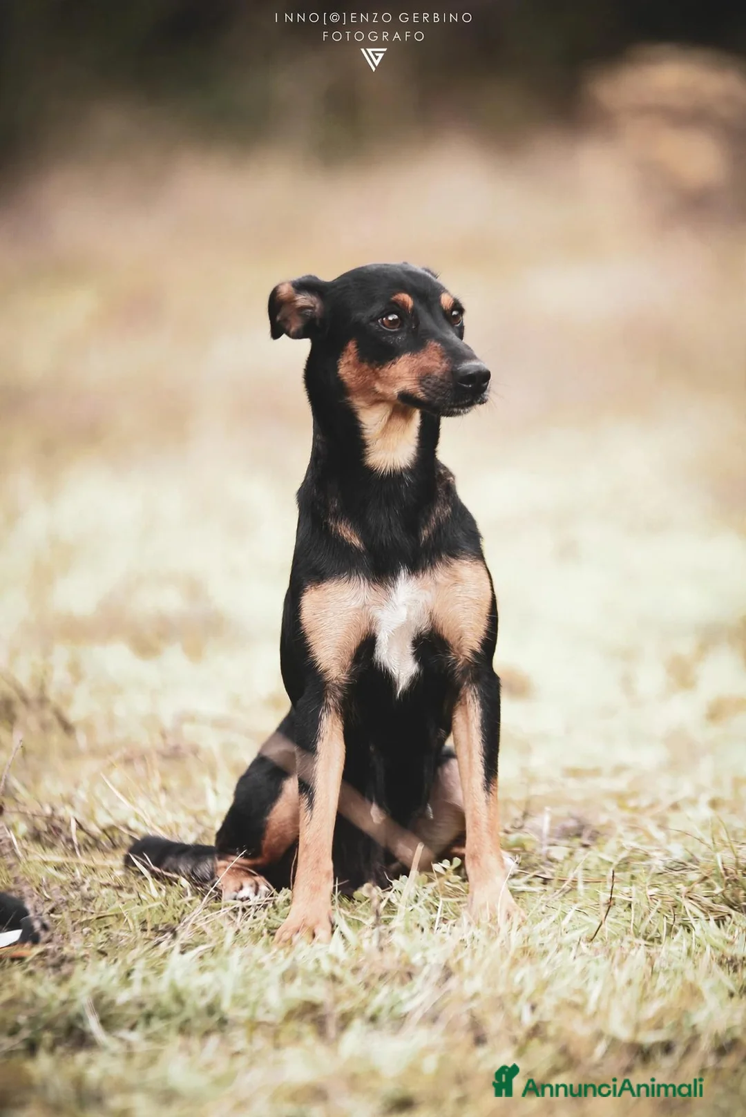 Pinscher Tedesco cani in regalo: Mia Pinscher Tedesco meticcia straordinaria  a Città metropolitana di Milano - Annuncio 3