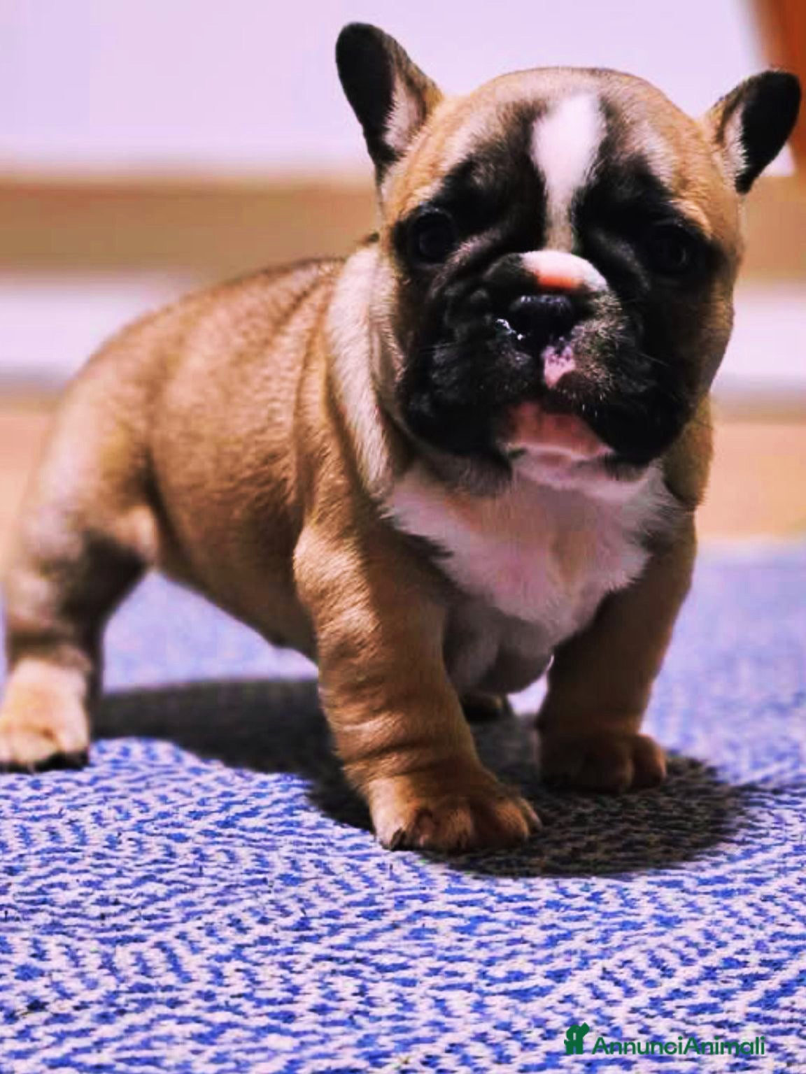 Bulldog Francese cani Femmina fulva Bouldogue francese con pedigree enci - Annuncio 1